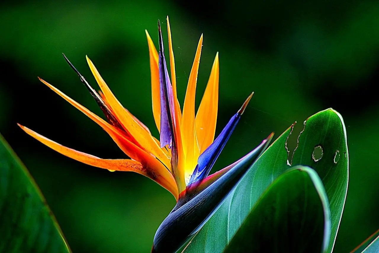 protezione e colore